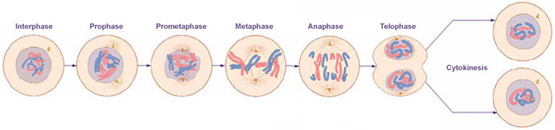 Mitosis is responsible for growth and development, as well as for replacing injured or worn out cells throughout your body. For simplicity, we have illustrated cells with only six chromosomes.