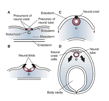 Embryonic Development of the Nervous System