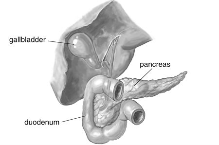 Illustrated are the pancreas, gallbladder, and duodenum