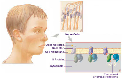 Each of these sensory organs has cells equipped for detecting signals from the environment, such as sound waves, odors, and tastes.