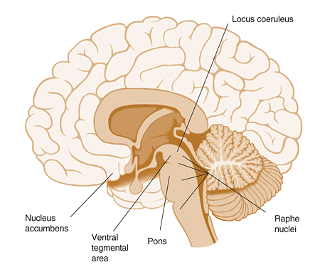 Parts of the brain involved in alcohol/nocotine dependence and psychiatric disorders