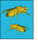 Photo of two fruit flies