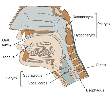 Anatomy of the upper aero-digestive tract