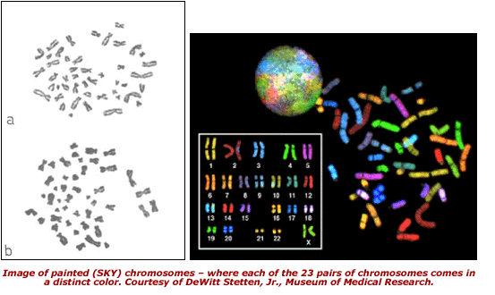Image of painted (SKY) chromosomes – where each of the 23 pairs of chromosomes comes in a distinct color. Courtesy of DeWitt Stetten, Jr., Museum of Medical Research.