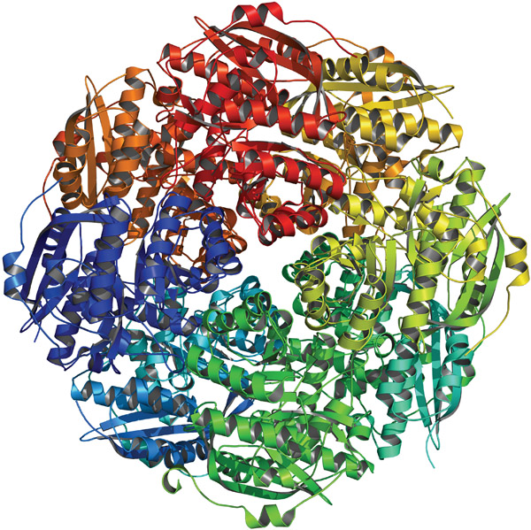 Members of the Protein Structure Initiative determined this structure of an enzyme from a common soil bacterium. Courtesy of the New York Structural GenomiX Consortium
