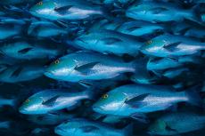 Photograph of a school of fish