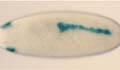 Fly embryo heart mutant image