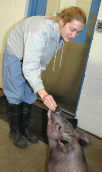 Contractor Blair Casey feeds a pig on the farm.