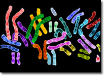 Image of Chromosomes