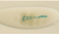 Fly embryo heart mutant image