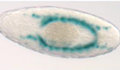 Fly embryo heart mutant image