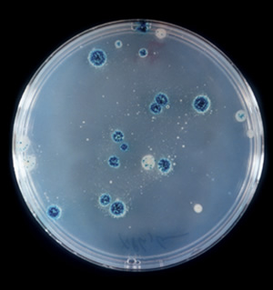 Novel mutators of E. coli carrying a defect in the dnaX gene.  As shown here, these mutator colonies of E. coli contain a large number of blue spots (papillae), giving the colony an overall blue appearance, while normal non-mutator colonies display only a few such spots.  Each papilla represents a lac+ subclone within the starting (white) lac- colony, and the rate with which such subclones are produced during the growth of the colony is an indicator of the mutation rate in a growing colony.  The mutator colonies contain a mutation in the dnaX gene, encoding the Tau subunit of DNA polymerase III which replicates the bacterial chromosome.  The discovery of these mutants reveals the important role of the Tau subunit in determining the fidelity of DNA replication.