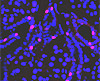 photo of Ascl3-containing cells (in red) from submandibular salivary gland