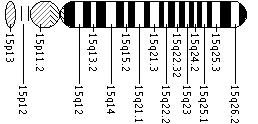Ideogram of chromosome 15