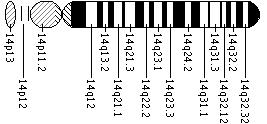 Ideogram of chromosome 14