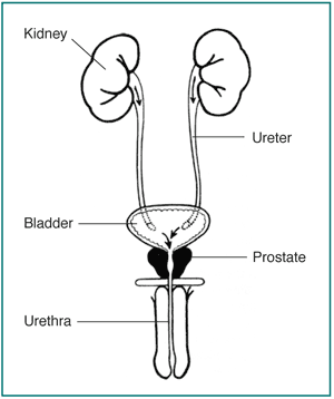 Front view diagram of male urinary tract showing normal urine flow from the kidneys through the ureters to the bladder. Urine then passes out of the body through the urethra, which is surrounded by the prostate.