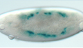 Fly embryo heart mutant image