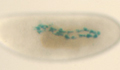 Fly embryo heart mutant image