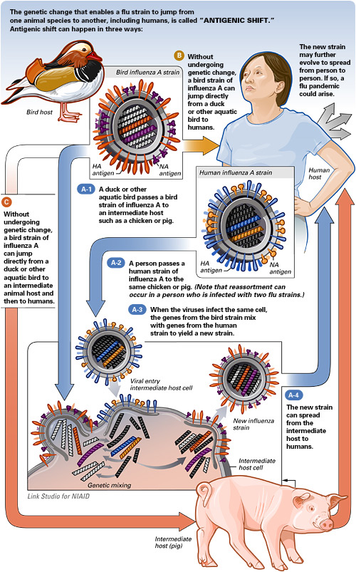 Illustration demonstrating the genetic change that enables a flu strain to jump from one animal species to another, including humans: antigenic shift.