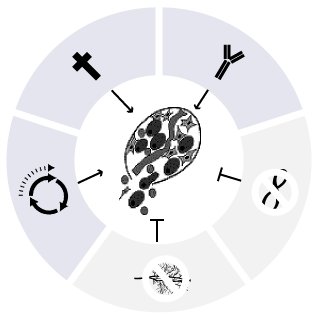 diagram of avenues for molecular targeting