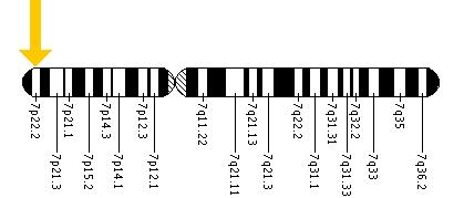 The PMS2 gene is located on the short (p) arm of chromosome 7 at position 22.2.