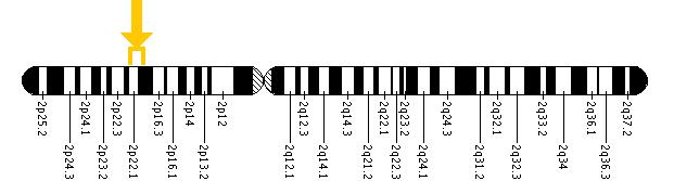 The MSH2 gene is located on the short (p) arm of chromosome 2 between positions 22 and 21.