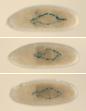 Fly embryo images showing heart phenotype mutation