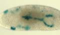 Fly embryo heart mutant image