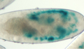 Fly embryo heart mutant image