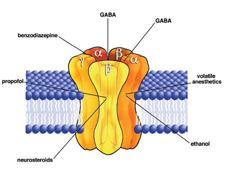 Schematic drawing of the γ-aminobutyric acid receptor (GABAA) ligandgated ion channel complex. The receptor molecule is formed by the confluence of five subunit proteins