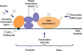 Regulation of gene expression through promoters and transcription factors 