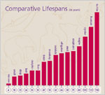 Comparative Lifespans chart