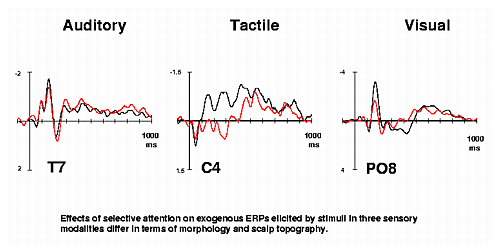 Effects of selective attention on exogenous ERPs