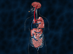 Pathways of absorption of ecstasy - see text