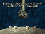 Illustration of depeleted serotonin neuron - see text