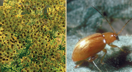 ragwort and ragwort flea beetle