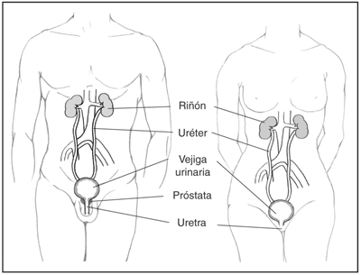 Imagen de las vias urinarias del hombre y de la mujer.