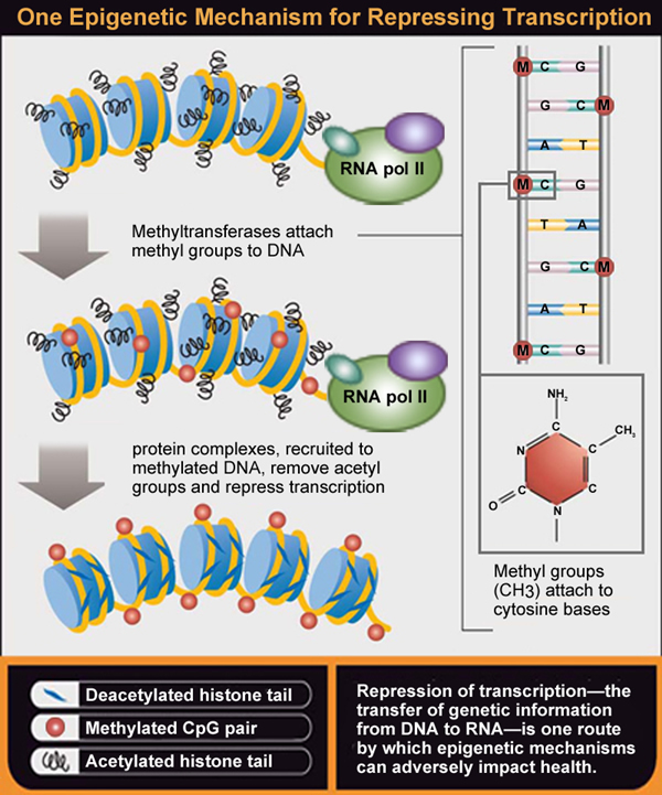 Epigenetics Chart: Larger View