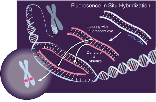Image illustrating the technique of fluorescence in situ hybridization