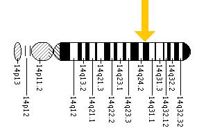 The PSEN1 gene is located on the long (q) arm of chromosome 14 at position 24.3.