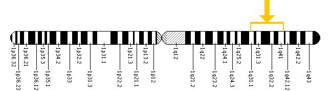 The PSEN2 gene is located on the long (q) arm of chromosome 1 between positions 31 and 42.