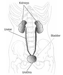 Drawing of the urinary tract showing its location within the skeletal structure with labels for the kidneys, ureters, bladder, and urethra.