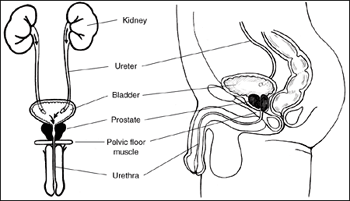 Male urinary tract, front and side views, including kidney, ureter, bladder, prostate, pelvic floor muscle, and urethra.