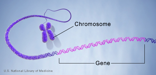 Genes are made up of DNA. Each chromosome contains many genes.
