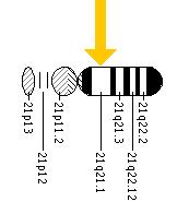 The APP gene is located on the long (q) arm of chromosome 21 at position 21.