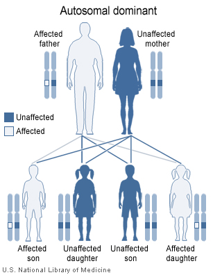 In this example, a man with an autosomal dominant disorder has two affected children and two unaffected children.