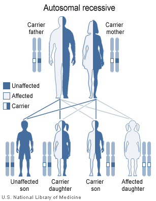 In this example, two unaffected parents each carry one copy of a gene mutation for an autosomal recessive disorder.  They have one affected child and three unaffected children, two of which carry one copy of the gene mutation.