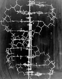 Double helix structure of the DNA