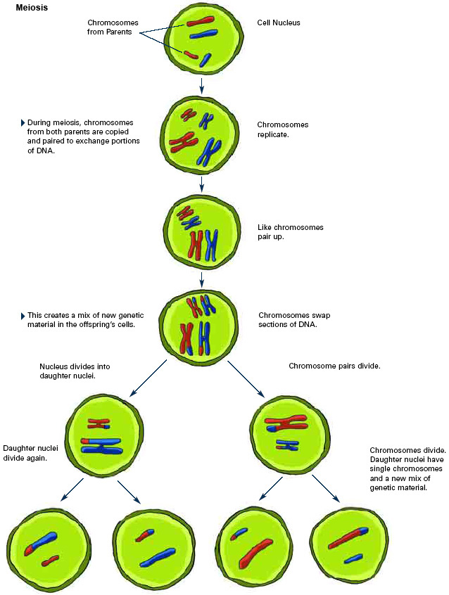 During meiosis, chromosomes from both parents are copied and paired to exchange portions of DNA. This creates a mix of new genetic material in the offspring's cells.