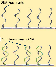 DNA fragments are attached to glass or plastic, then fluorescently tagged molecules are washed over the fragments. Some molecules (green) bind to their complementary sequence. These molecules can be identified because they glow under fluorescent light. 